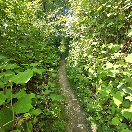 Land For Your Tent Next To A River With A Garden Shack Get Two Bicycles And Two Water Floats Use The Pinpoint Location Not The Address To Get Here Bathroom Is A Bit Different So Check Youtube Video Riverrundusko Open Showers In A Nearby Camp Kemping Lublana